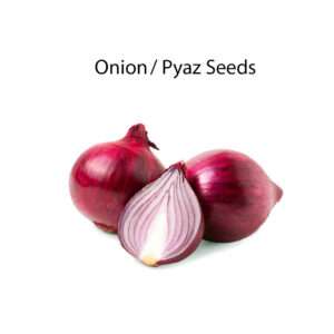 Onion Seeds (10-15 seeds in Each Pack) F1 Quality