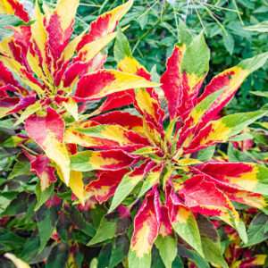 Amaranthus Mixed Seeds Pack Approximately 20-25 Seeds in Packet