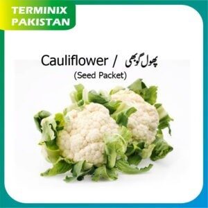 Seeds Pack of 3 (Cauliflower) hybrid seeds F1 Quality