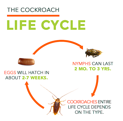 Cockroaches Fumigation – Terminix Pakistan