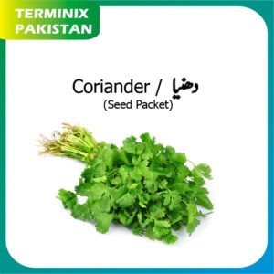 Seeds Pack of 3 (Coriander) hybrid seeds F1 Quality