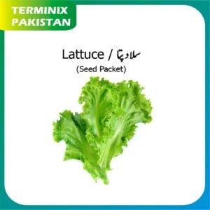 Seeds Pack of 3 (Lettuce) hybrid seeds F1 Quality