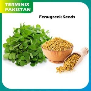 Fenugreek seeds pack of 3 hybrid seeds F1 Quality
