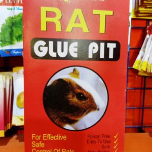 Dragon – Rat Glue Pit
