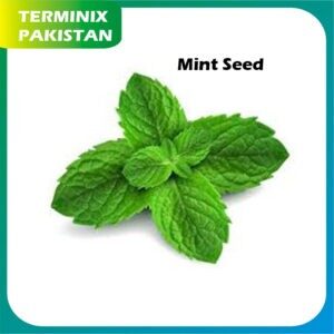 Pudina / Seeds Pack of 3 (Mint) hybrid seeds F1 Quality