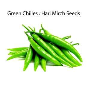 Green Chilli Seeds (10-15 seeds in Each Pack) F1 Quality