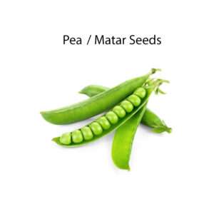 Peas Seeds (10-15 seeds in Each Pack) F1 Quality