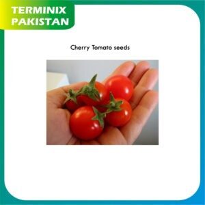 Cherry Tamatar / Seeds Pack of 3 (Cherry Tomato) hybrid seeds F1 Quality