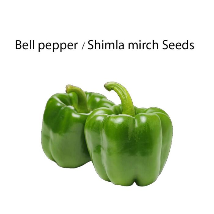 Bell Papper Seeds Pack of 3 (10-12 seeds in Each Pack) - Image 1