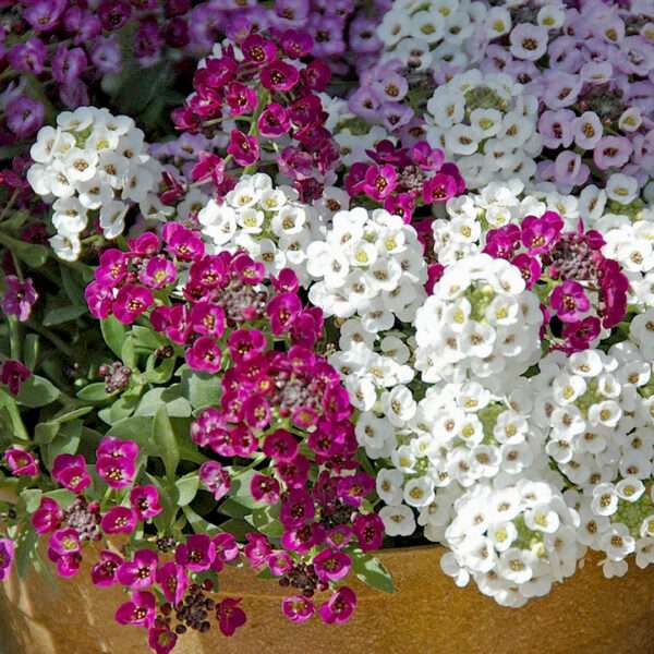Alyssum Mixed Seeds (Each Pack Had 15,20 Seeds)