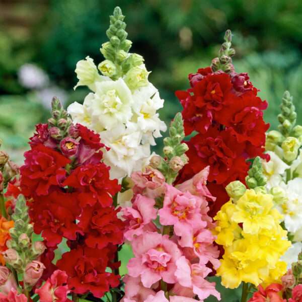 Antirrhinum Mixed Flower Seeds (Each Pack Had 15,20 Seeds)