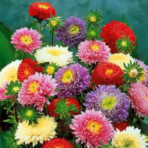 Aster Mixed Seeds (Each Pack Had 15,20 Seeds)