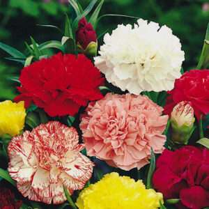 Carnation Tall Giant Mixed Seeds (Each Pack Had 15,20 Seeds)