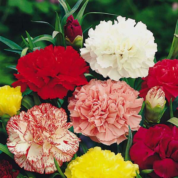 Carnation Tall Giant Mixed Seeds (Each Pack Had 15,20 Seeds)