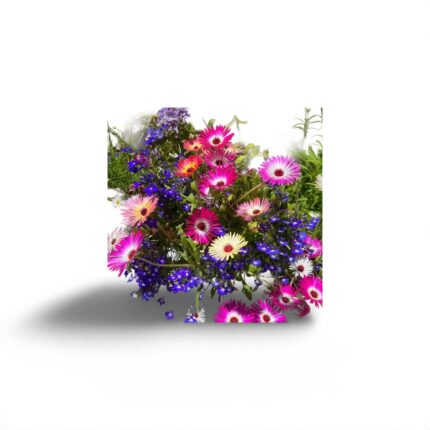 Mesembryanthemum Mixed Seeds (Each Pack Had 15,20 Seeds)