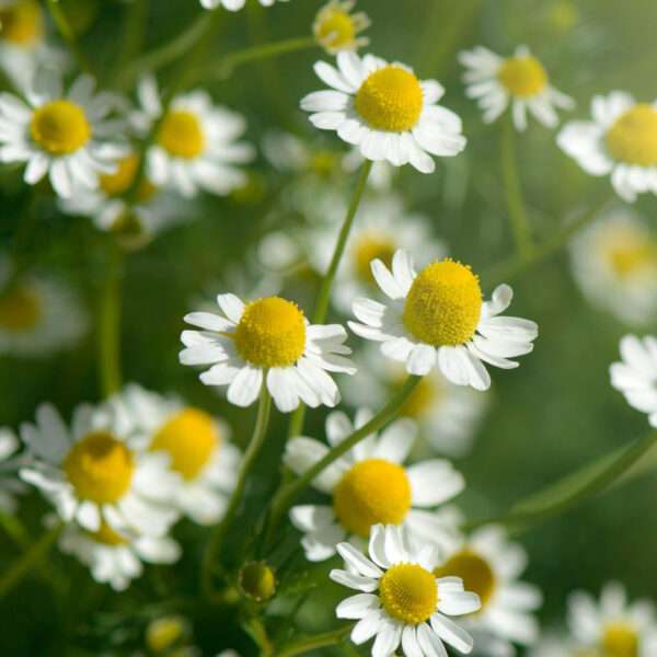 Chemomile Herb Flower Seeds (Each Pack Had 15,20 Seeds)