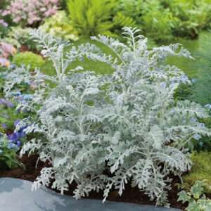 Cineraria Silver Dust Seeds (Each Pack Had 15,20 Seeds)