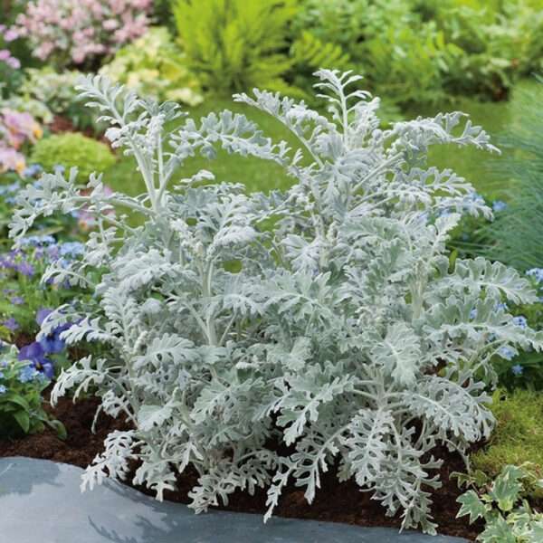 Cineraria Silver Dust Seeds (Each Pack Had 15,20 Seeds)