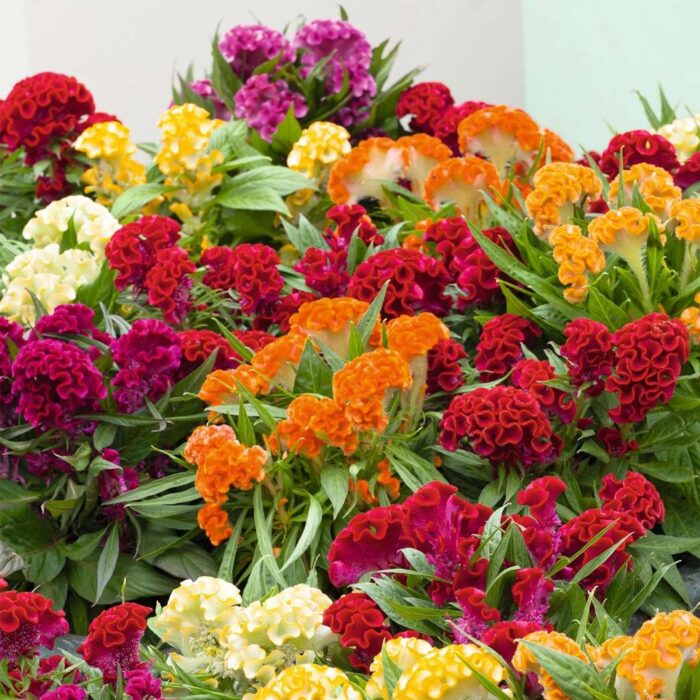 Cockscomb CG Dwarf Mixed Seeds (Each Pack Had 15,20 Seeds) - Image 1