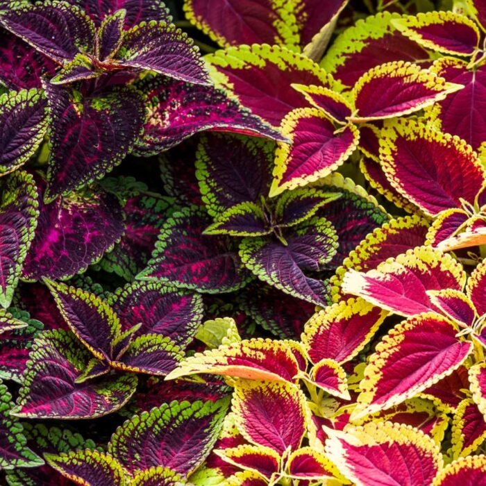 Coleus Rainbow Mixed Seeds (Each Pack Had 15,20 Seeds) - Image 1