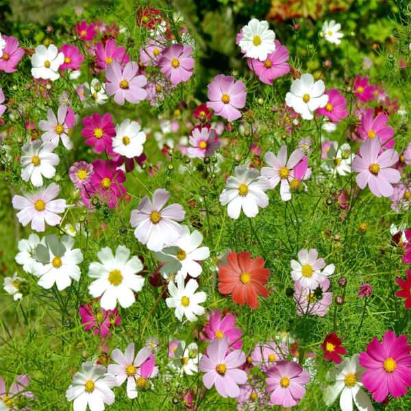 Cosmos Mixed Seeds (Each Pack Had 15,20 Seeds)