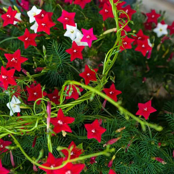 Cypress Climber Plant Flower Seeds (Each Pack Had 15,20 Seeds)