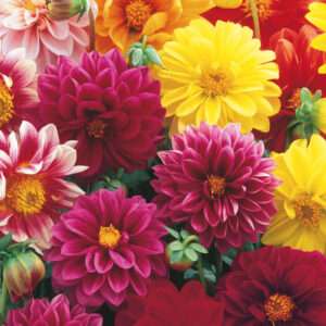 Dahlia Dwarf Mixed Seeds (Each Pack Had 15,20 Seeds)
