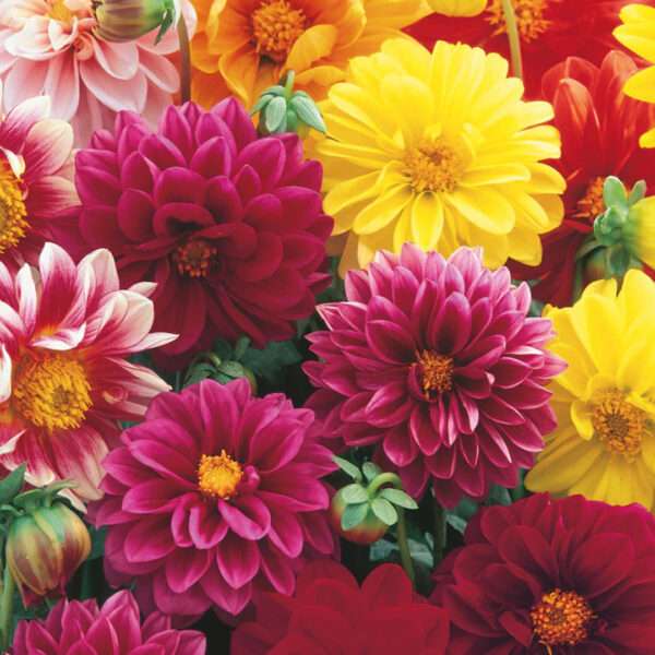 Dahlia Dwarf Mixed Seeds (Each Pack Had 15,20 Seeds)