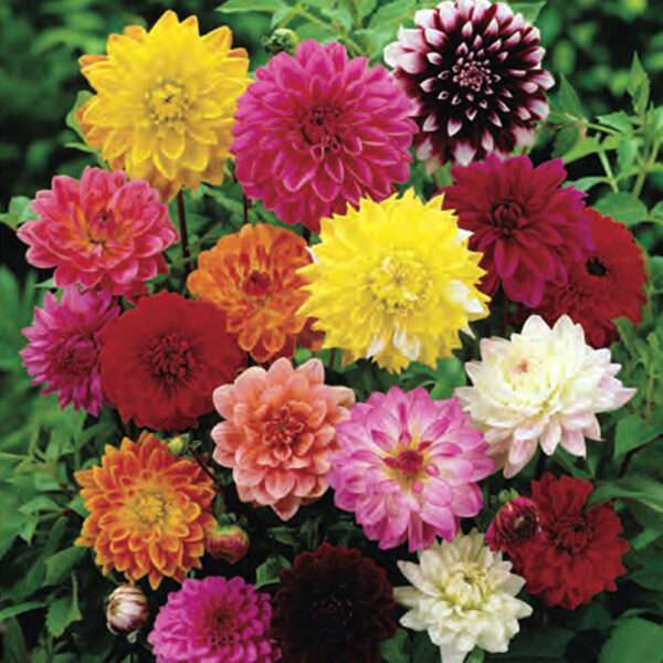 Dahlia Tall Giant Mixed Seeds (Each Pack Had 15,20 Seeds)
