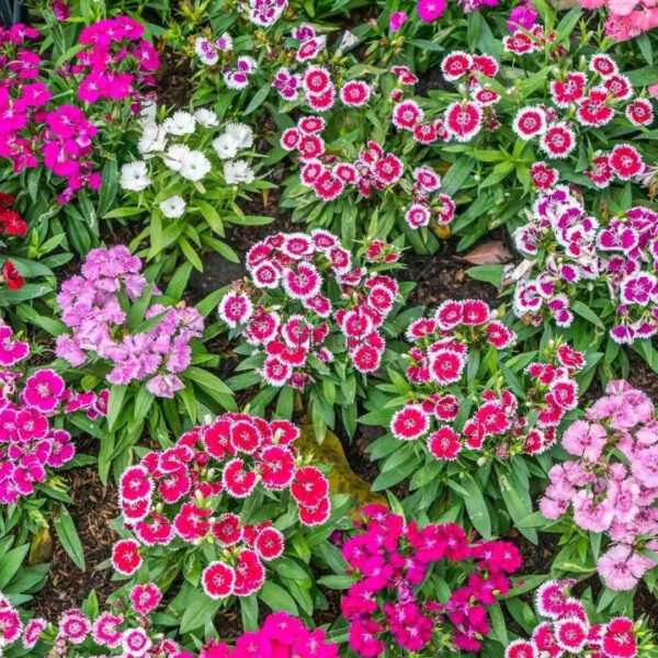 Dianthus Mixed Seeds (Each Pack Had 15,20 Seeds)