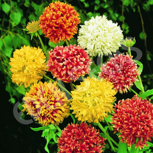 Gaillardia Double Mixed Seeds (Each Pack Had 15,20 Seeds)