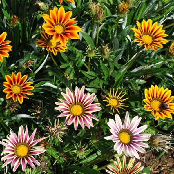 Gazania Mixed Flower Seeds (Each Pack Had 15,20 Seeds)