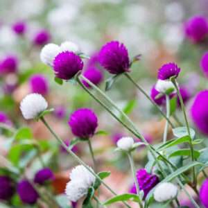 Gomphrena Globe Mixed Seeds (Each Pack Had 15,20 Seeds)