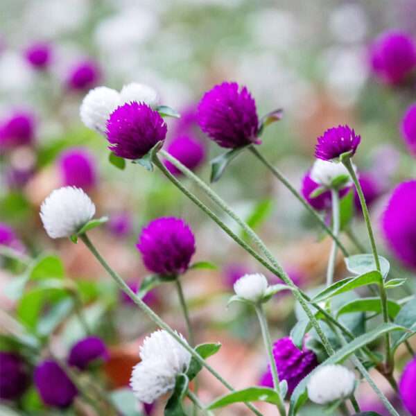 Gomphrena Globe Mixed Seeds (Each Pack Had 15,20 Seeds)