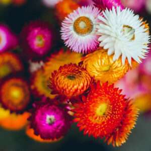 Helichrysum Paper Flower Mixed Seeds (Each Pack Had 15,20 Seeds)