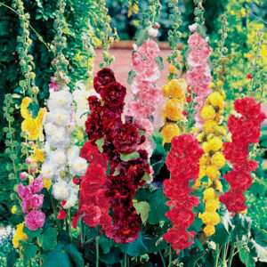 Hollyhock Mixed Seeds (Each Pack Had 15,20 Seeds)