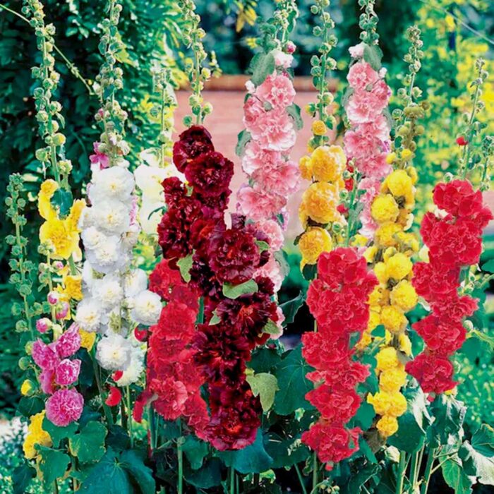 Hollyhock Mixed Seeds (Each Pack Had 15,20 Seeds) - Image 1