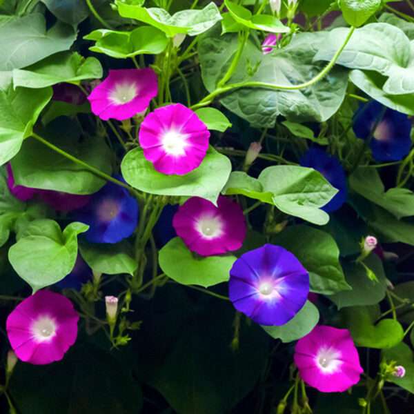 Ipomoea Morning Glory Seeds (Each Pack Had 15,20 Seeds)
