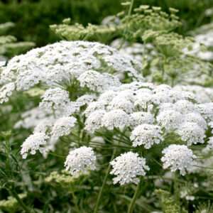 Lady’s Lace Seeds (Each Pack Had 15,20 Seeds)
