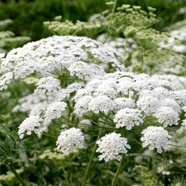 Lady's Lace Seeds (Each Pack Had 15,20 Seeds)
