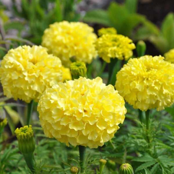 Marigold Inca Gold Flower Seeds (Each Pack Had 15,20 Seeds)