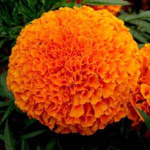 Marigold Inca Orange Flower Seeds (Each Pack Had 15,20 Seeds)