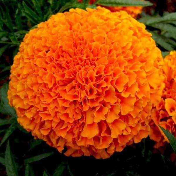 Marigold Inca Orange Flower Seeds (Each Pack Had 15,20 Seeds)