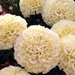 Marigold White Snow Strom Flower Seeds (Each Pack Had 15,20 Seeds)