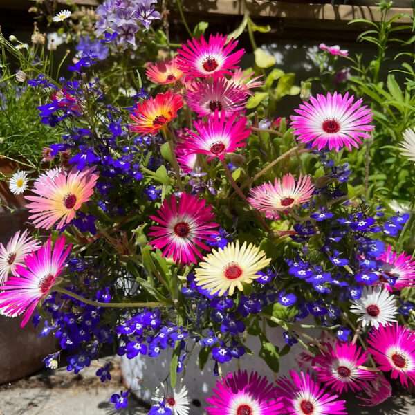 Mesembryanthemum Mixed Seeds (Each Pack Had 15,20 Seeds)