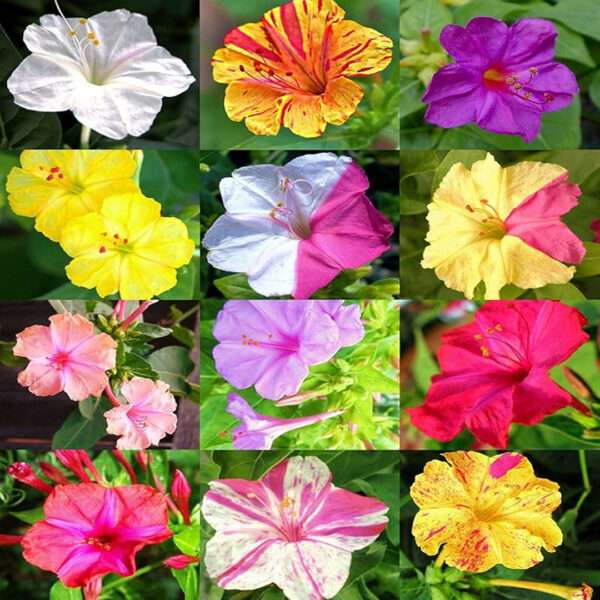 Mirabilis Jalapa Mixed Flower Seeds (Each Pack Had 15,20 Seeds)