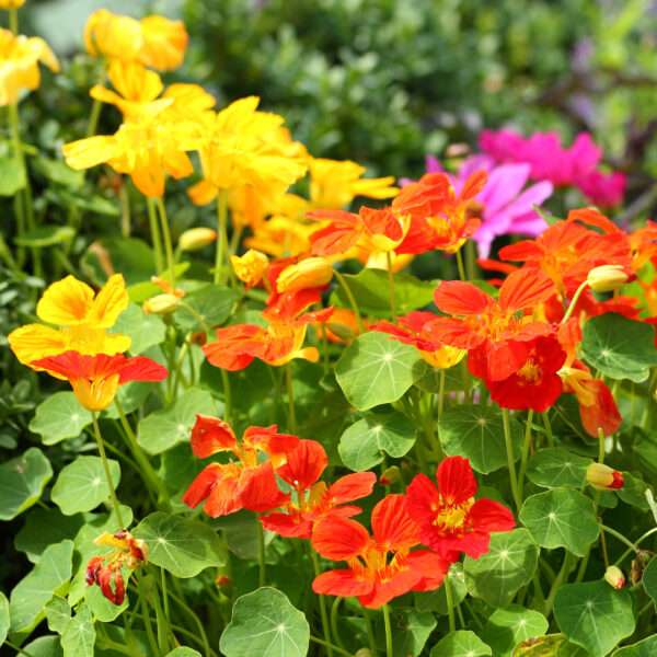Nasturtium Jewel Mixed Seeds (Each Pack Had 15,20 Seeds)