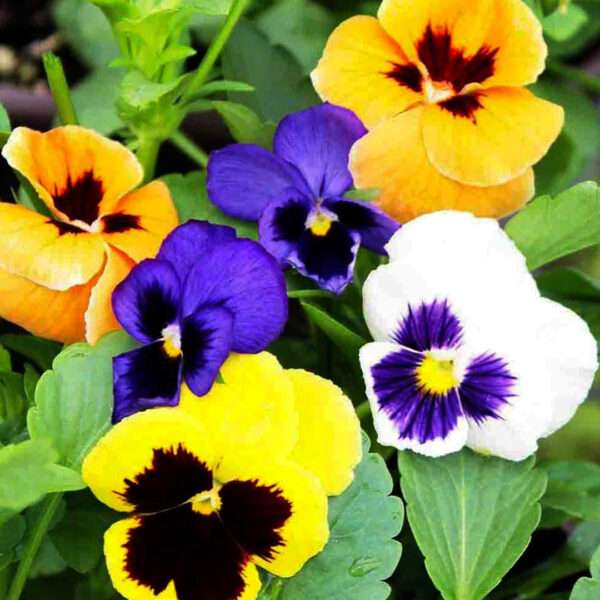 Pansy Swiss Giant Mixed Flower Seeds (Each Pack Had 15,20 Seeds)