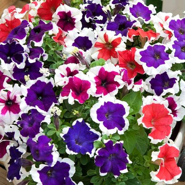 Petunia Halahoop Mixed Flower Seeds (Each Pack Had 15,20 Seeds)