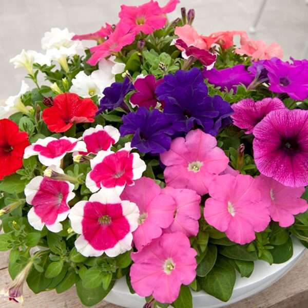 Petunia GRFL Mixed Flower Seeds (Each Pack Had 15,20 Seeds)